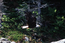 Weißkopfseeadler